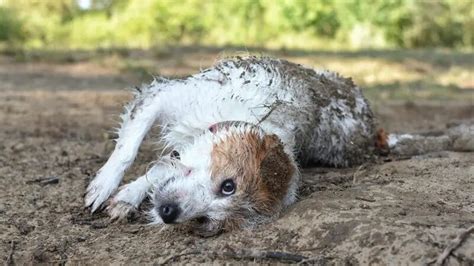 tierra vista court|Por qué a los perros les gusta revolcarse en excrementos.